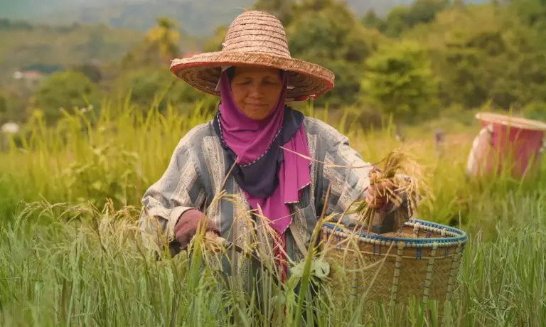 Linawa paddy field photo 02