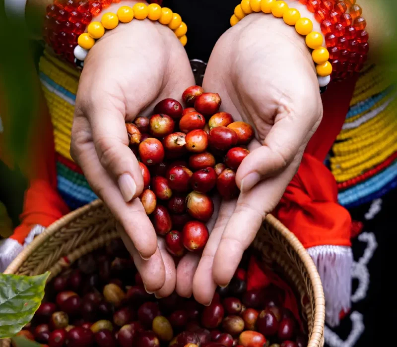 Web layout - Roasted Arabica Coffee-04
